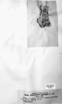 Neoantrodia serialis image